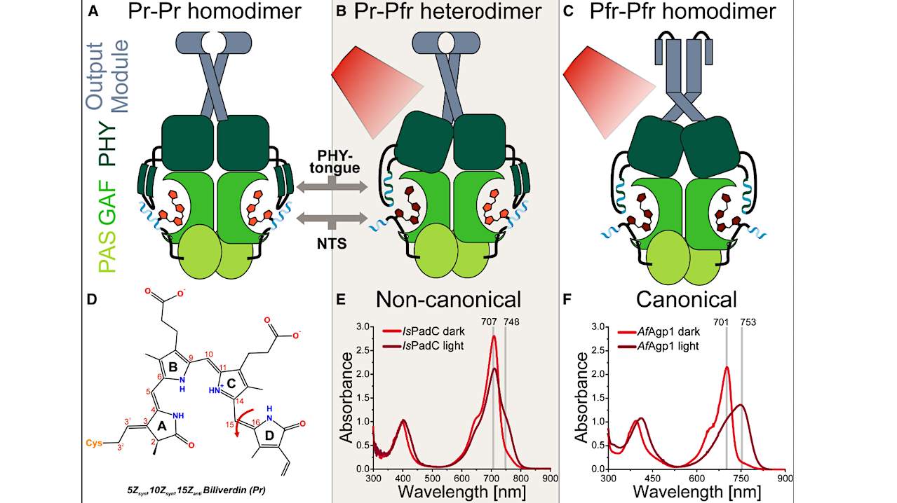 The prototypical PAS (grass green)-GAF (green)-PHY (dark green)-output module (grey-blue) arrangement of bacteriophytochromes is depicted. The N-terminal segment (NTS, blue) and the PHY tongue (dark green β sheets or blue-green helix) are shown in their light state-dependent conformations. The BV cofactor is colored in orange-red (Pr state) or brown-red (Pfr state). (A) Prototypical Pr resting state. (B) Red light-illuminated non-canonical activated state (IsPadC model) featuring an asymmetric Pr-Pfr heterodimer assembly. (C) Red light-illuminated canonical activated state (AfAgp1 model) featuring a Pfr-Pfr homodimer assembly. (D) Chemical structure of the BV cofactor covalently bound to BphPs. Red light isomerizes the C15 = C16 double bond, causing a D-ring flip and stabilization of the 15E configuration by surrounding residues in Pfr. (E) Spectral characteristics of a non-canonical model phytochrome (IsPadC) with Pr (red) and illuminated state trace (brown-red) with incomplete conversion to Pfr. (F) UV-vis spectrum of a canonical model phytochrome (AfAgp1; data from ref.19) with more complete Pfr formation. -- Cell