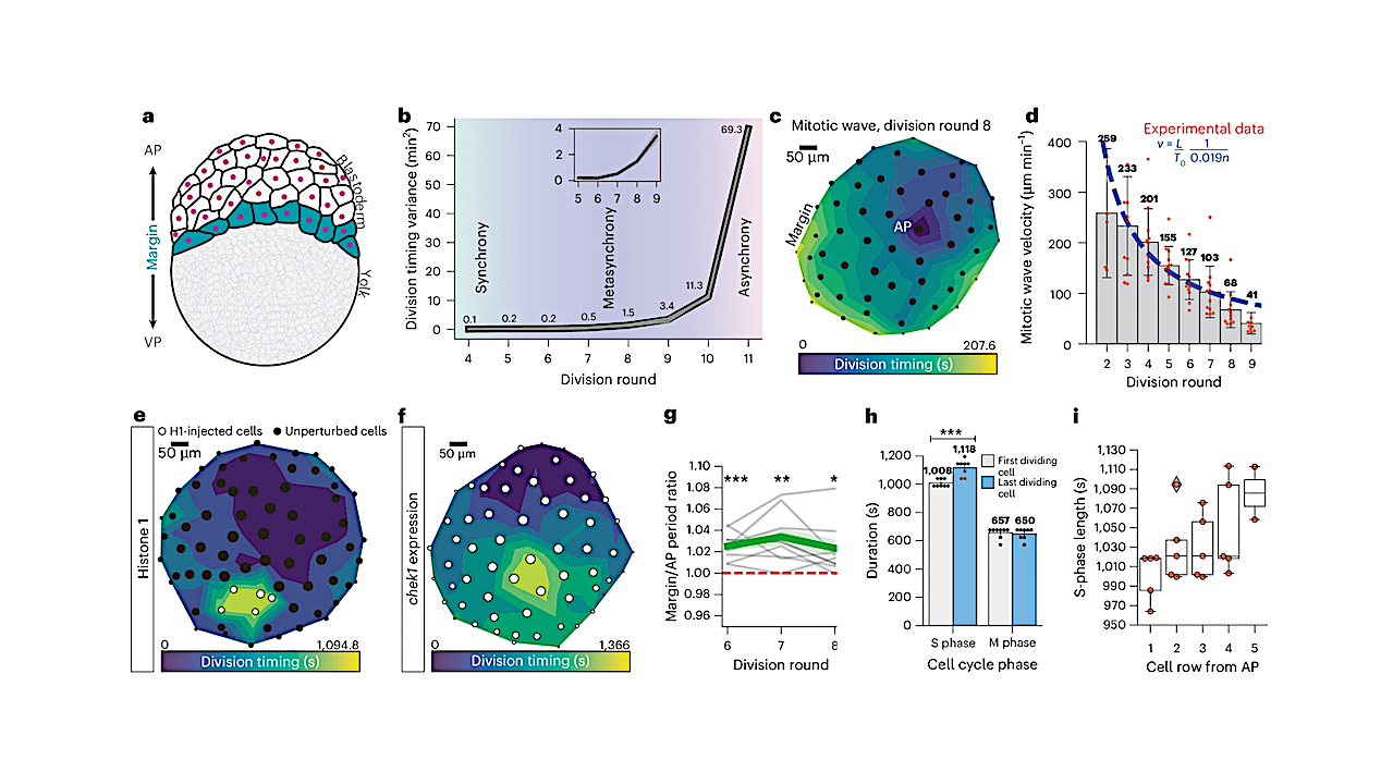 Schematic of a zebrafish embryo at the late cleavage stage. The blastoderm is positioned at the AP atop the yolk cell at the vegetal pole (VP). The last row of blastoderm cells (cyan) constitutes the margin. -- Nature