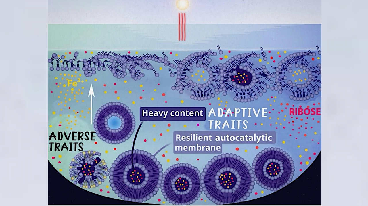Artistic depiction of liposome formation and evolution. Liposomes formed on the surface of the Archean water pools are destroyed by Solar UV unless they acquire two adaptive traits – the heavy content that sinks the liposomes to the bottom of the pool and facilitates protection from UV, and the formation of resilient autocatalytic membrane composition that ensures liposomal survival, fusion, fission, and mutation of the components, thus providing liposomes adaptation and persistence. -- q-bio.PE