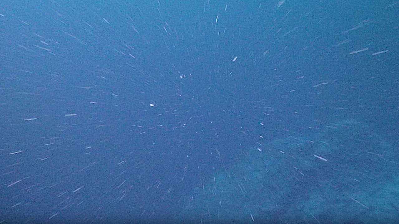 Marine Snow Source: NOAA