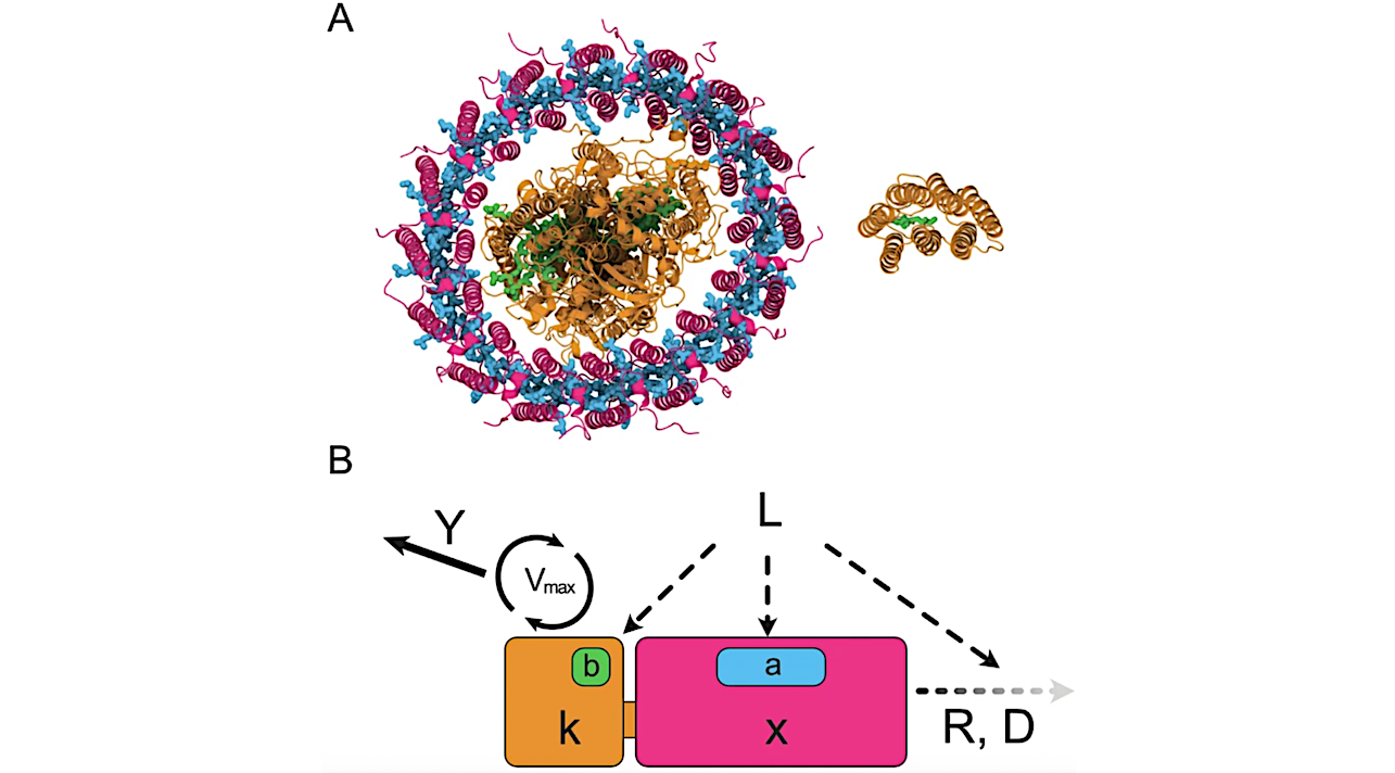 A Structural comparison of chlorophyll-based and retinal-based photosystems. Left: Type II reaction center with antenna complex from Thermochromatium tepidum88.