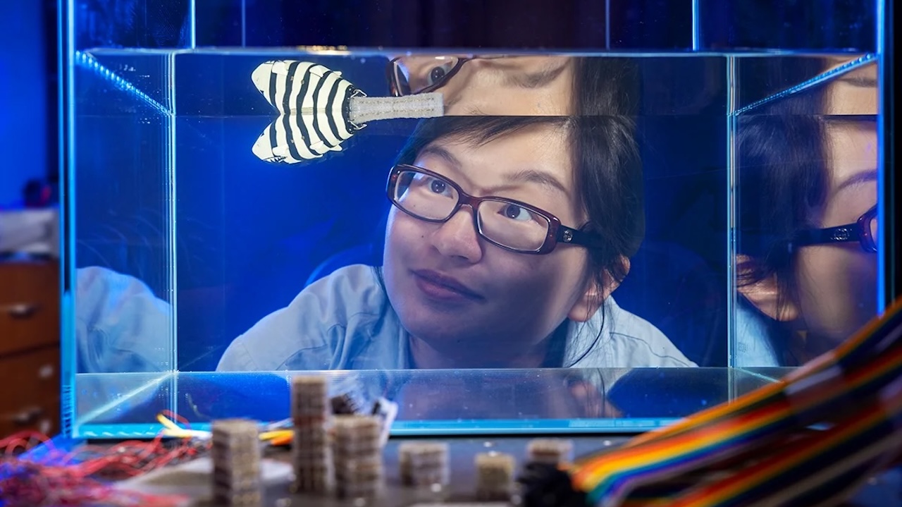 Xiaoyue Ni watches a robotic fish with a reprogrammable tail swim in a fish tank. The proof-of-demonstration could lead to materials with reprogrammable material properties that could function inside of human bodies or electronics. -- Duke University