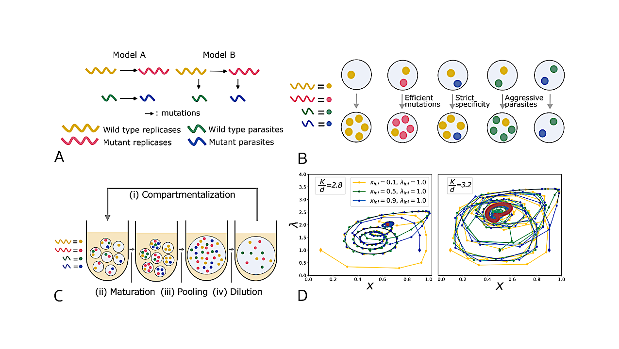 A Representation of two possible evolution models of the RNA replication system containing two replicases and two parasites. B Illustration of the deterministic assumptions. C Transient compartmentalization with pooling (homogeneous case). D Illustration of the typical oscillatory dynamics obtained with the deterministic approach with second order replication rates and mutations. -- biorxiv.org