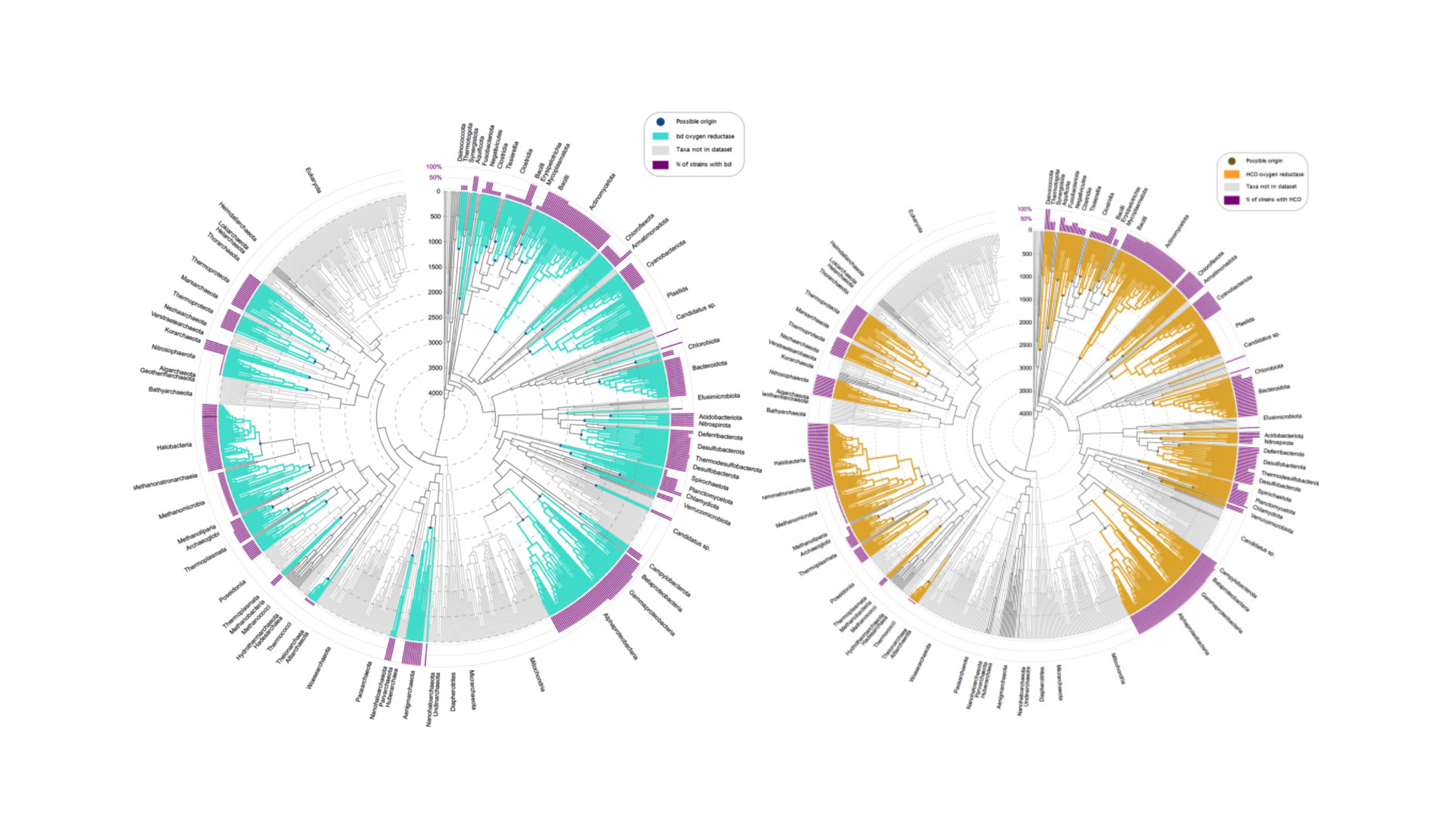 [LEFT] Occurrence of bd-type oxygen reductase in a dated tree of life. Branches in the dated tree of life obtained from Mahendrarajah et al. [81] are colored according to the presence (turquoise) or absence (gray) of bd-type oxygen reductase. Eukaryotes were not included in the analysis and are therefore colored in higher gray tones, as are taxa that were not present in the comparative dataset. Dark blue dots at nodes represent possible origins of bd-type oxygen reductase. Purple bars represent the percentage of strains within the taxa that have reductases. [RIGHT] Occurrence of HCO oxygen reductase in a dated tree of life. Branches in the dated tree of life obtained from Mahendrarajah et al. [81] are colored according to the presence (yellow) or absence (gray) of HCO oxygen reductase. Eukaryotes were not included in the analysis and are therefore colored in higher gray tones, as are taxa that were not present in the comparative dataset. Brown dots at nodes represent possible origins of HCO oxygen reductase. Purple bars represent the percentage of strains within the taxa that have reductases. -- Biochimica et Biophysica Acta (BBA) - Bioenergetics