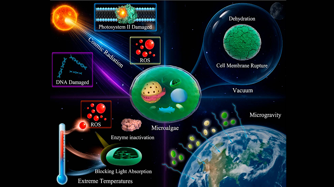 Influence factors of the space environment on microalgae.