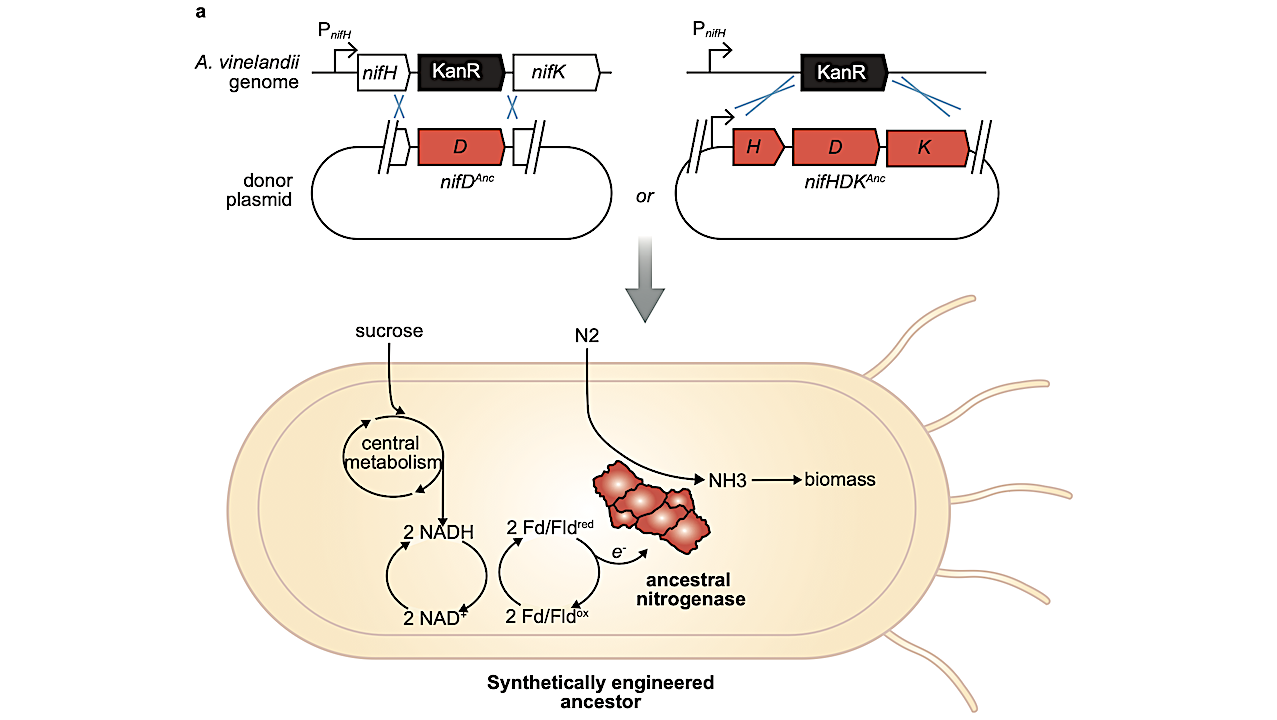 Schematic of methods used to insert ancestral genes into the host A. vinelandii genome -- Nature Communications