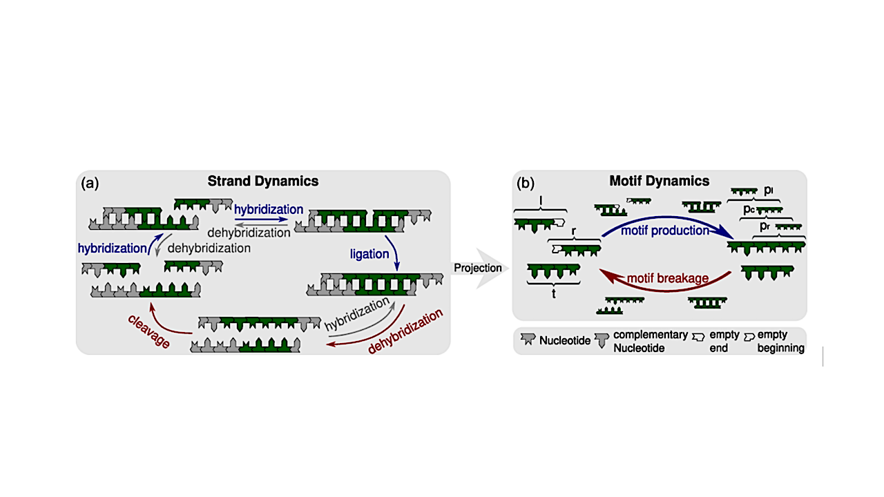 Kinetic processes of the strand-based RNA reactor model [12,13,15] and their projection onto motif kinetics. We consider heteropolymer strands consisting of the two complementary nucleotides X and Y, which could represent RNA or DNA nucleotides. (a) Schematic of the reactions within the strand reactor, including hybridization, dehybridization, templated ligation, and cleavage of oligonucleotide strands. Strands that are not covalently linked are separated by small gaps; four-nucleotide motifs, including 3′ or 5′ ends, are highlighted in green. In templated ligation, a 3′- and a 5′-end motif build a six-nucleotide motif that contains three overlapping four-nucleotide motifs. (b) At the level of sequence motifs, the kinetics are based on motif production and motif breakage reactions. In four-nucleotide motifs, strand ends are marked with 3′ or 5′, respectively. Templated ligation generates longer strands containing additional motifs, thereby contributing to motif production, while strand cleavage leads to to motif breakage. Hybridization is not explicitly represented in the motif-level description; instead, it is implicitly incorporated into the rate constants for motif production and breakage by assuming a hybridization-dehybridization equilibrium and deducing the corresponding dissociation constants. -- Physical Review E