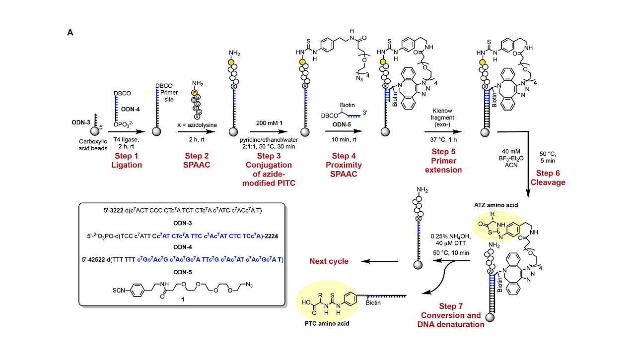 DNA-encoded Edman degradation on magnetic beads. (A) Reaction scheme for barcoding PTC amino acids via DNA-encoded Edman degradation on magnetic beads -- Nature Biotechnology